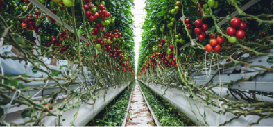 Sustainable Sourcing of Ingredients made-sustainable-image