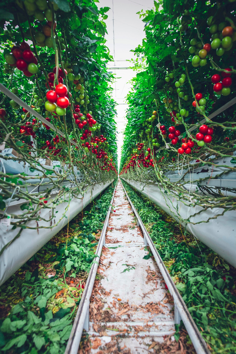 Sustainable Sourcing of Ingredients Sustainable Sourcing of Ingredients